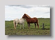 Chevaux islandais 3